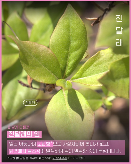 진달래 잎