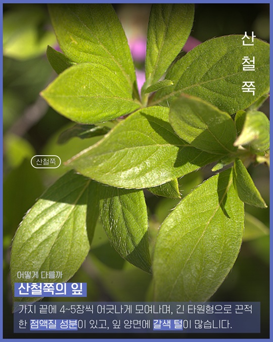 산철쭉 잎