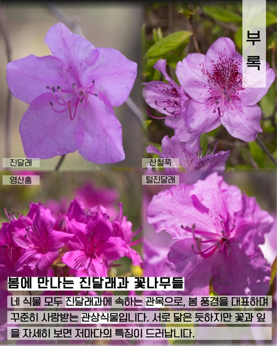 진달래과 꽃나무들