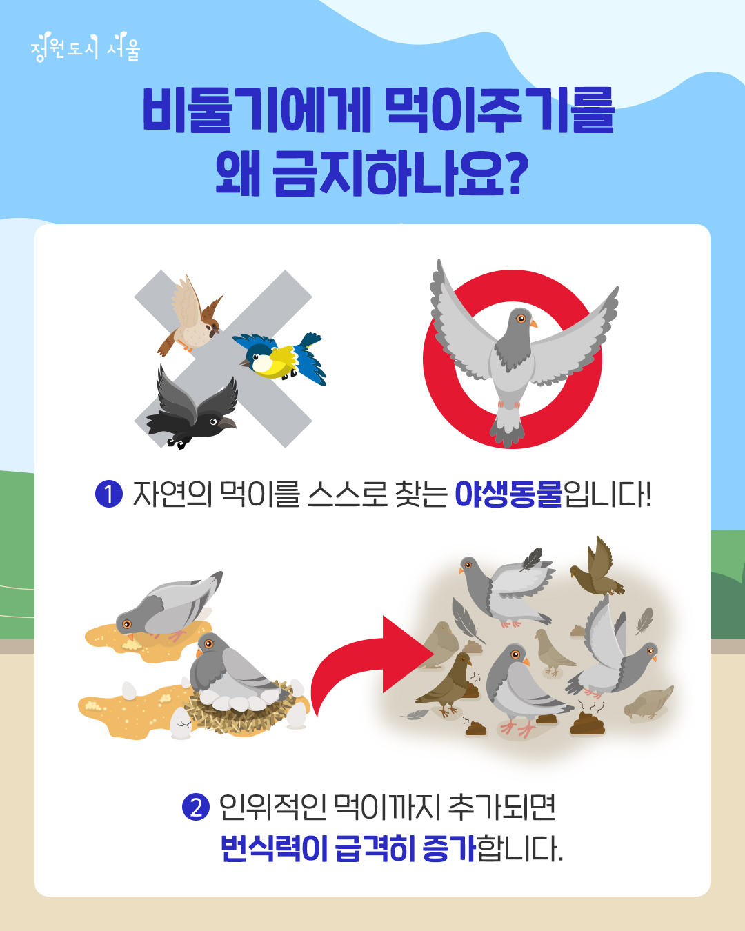 정원도시 서울. 비둘기에게 먹이주기를 왜 금지하나요? 1. 자연의 먹이를 스스로 찾는 야생동물입니다! 2. 인위적인 먹이까지 추가되면 번식력이 급격히 증가합니다.