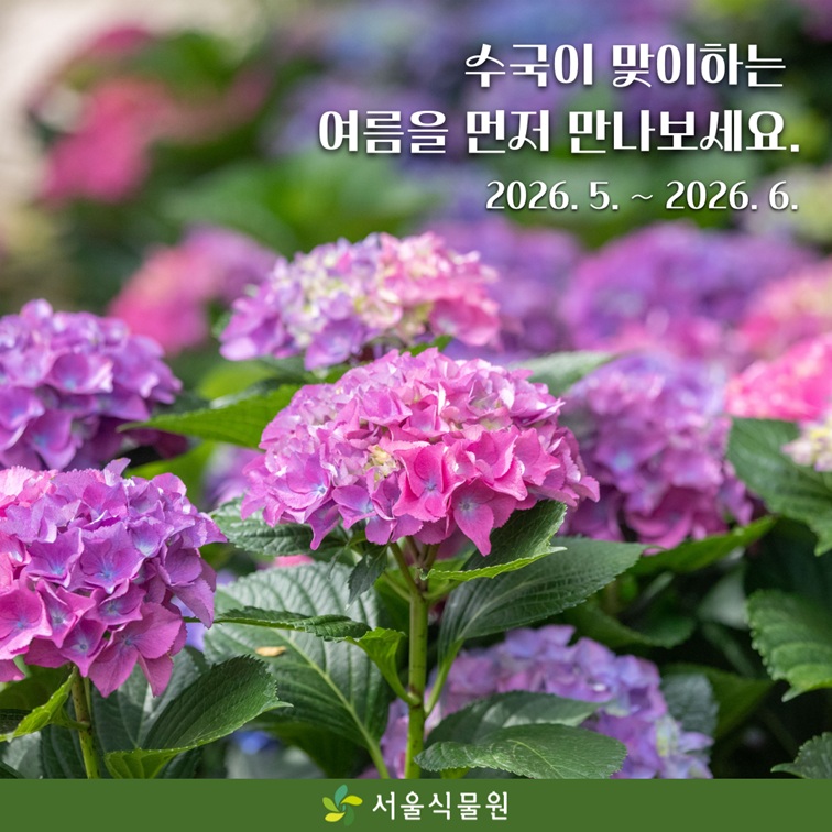 서울식물원 수국 전시 안내 마무리