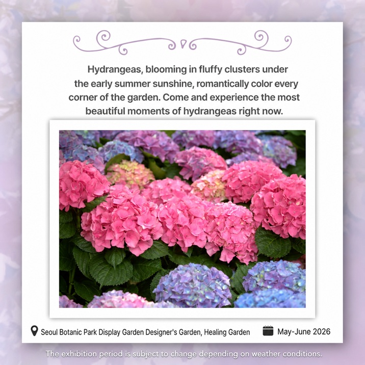 Hydrangeas, blooming in fluffy clusters under the early summer sunshine, romantically color every corner of the garden. Come and experience the most beautiful moments of hydrangeas right now.Seoul Botanic Park Display Garden Designer's Garden, Healing Garden, May-June 2026, The exhibition period is subject to change depending on weather conditions.