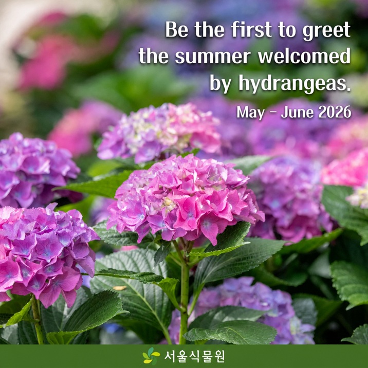 Be the first to greet the summer welcomed by hydrangeas. May ？ June 2026 Seoul Botanic Park