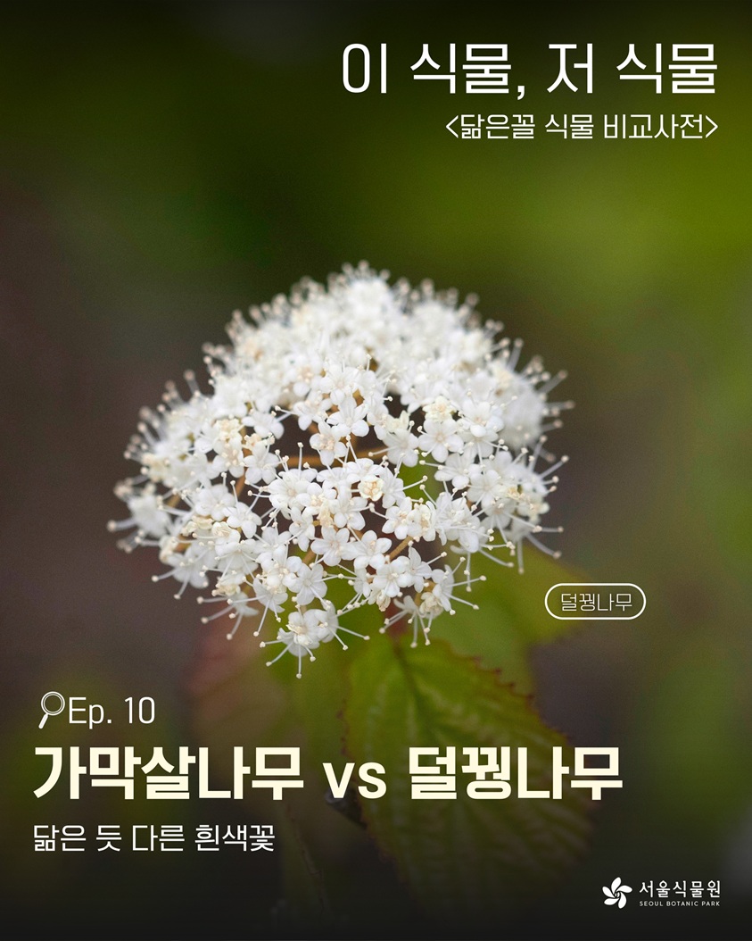 이식물저식물1 이 식물, 저 식물<닮은꼴 식물 비교사전> 덜꿩나무 사진 Ep. 10 가막살나무VS덜꿩나무 닮은 듯 다른 흰색 꽃 서울식물원