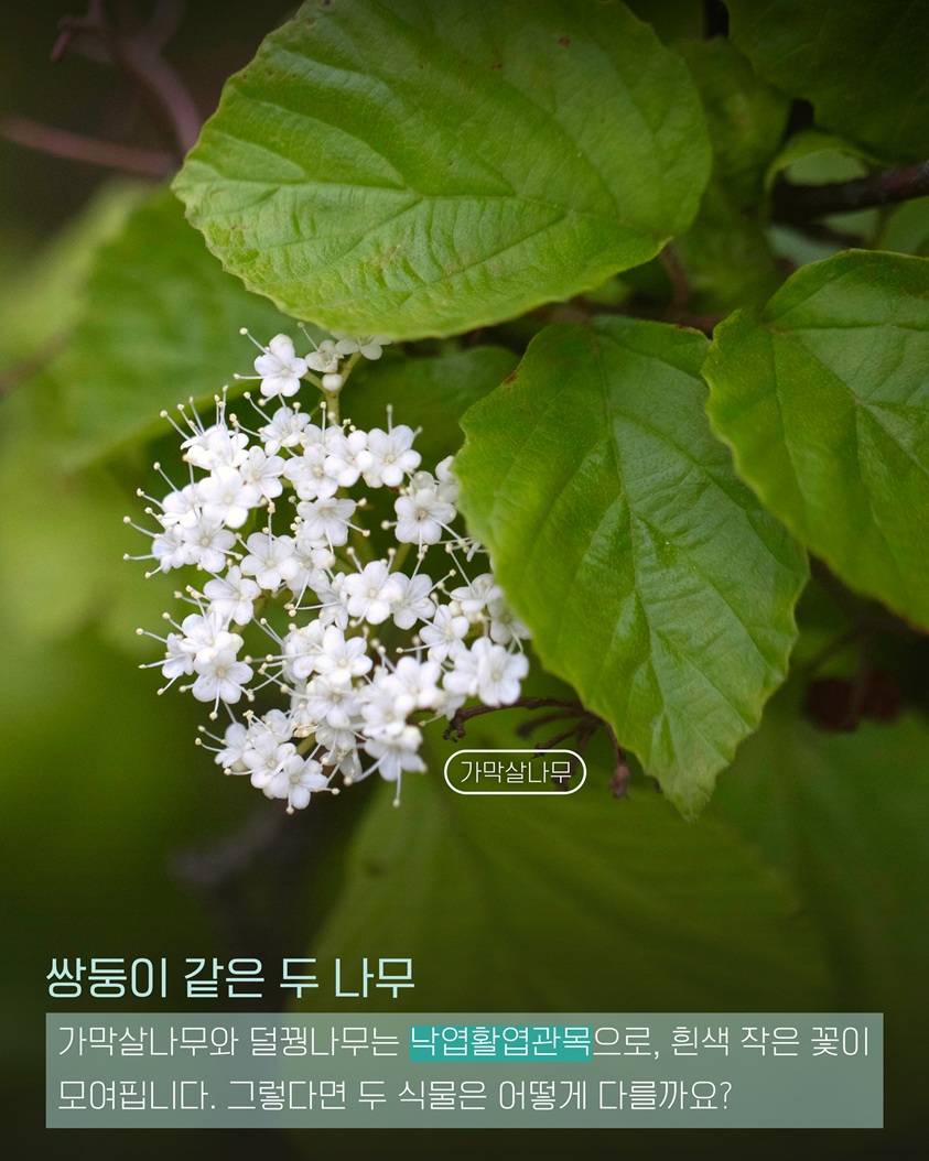 이식물저식물2 가막살나무 사진 쌍둥이 같은 두 나무 가막살나무와 덜꿩나무는 낙엽활엽관목으로, 흰색 작은 꽃이 모여핍니다. 그렇다면 두 식물은 어떻게 다를까요?