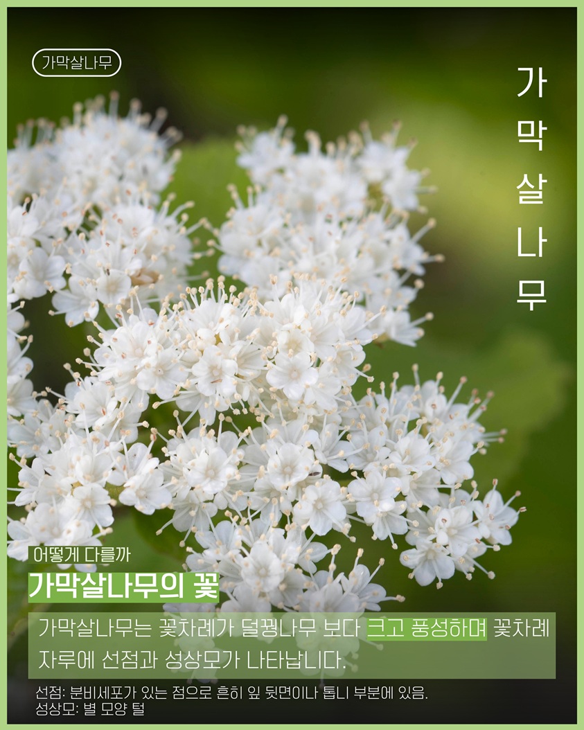 이식물저식물3 가막살나무 가막살나무 사진 어떻게 다를까 가막살나무의 꽃 가막살나무는 꽃차례가 덜꿩나무 보다 크고 풍성하며 꽃차례 자루에 선점과 성상모가 나타납니다. 선점: 분비세포가 있는 점으로 흔히 잎 뒷면이나 톱니 부분에 있음. 성상모: 별 모양 털
