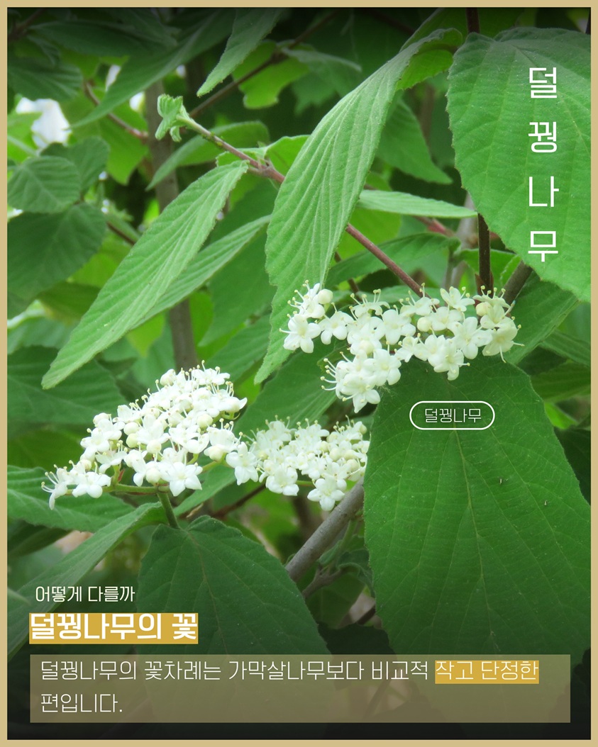 이식물저식물4 덜꿩나무 덜꿩나무 사진 어떻게 다를까 덜꿩나무의 꽃 덜꿩나무의 꽃차례는 가막살나무보다 비교적 작고 단정한 편입니다.