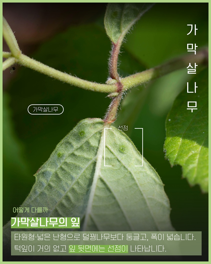 이식물저식물5 가막살나무 가막살나무, 선점 사진 어떻게 다를까 가막살나무의 잎 타원형·넓은 난형으로 덜꿩나무보다 둥글고, 폭이 넓습니다. 턱잎이 거의 없고 잎 뒷면에는 선점이 나타납니다.