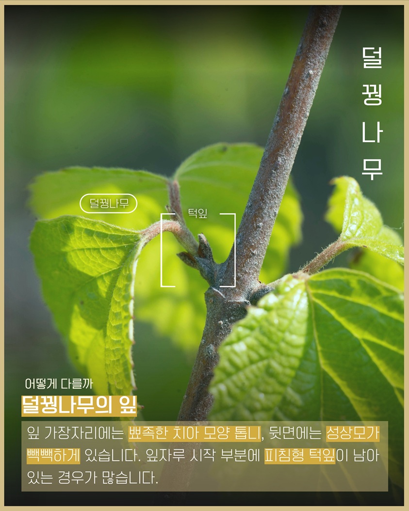 이식물저식물6 덜꿩나무 덜꿩나무, 턱잎 사진 어떻게 다를까 덜꿩나무의 잎 잎 가장자리에는 뾰족한 치아 모양 톱니, 뒷면에는 성상모가 빽빽하게 있습니다. 잎자루 시작 부분에 피침형 턱잎이 남아 있는 경우가 많습니다.