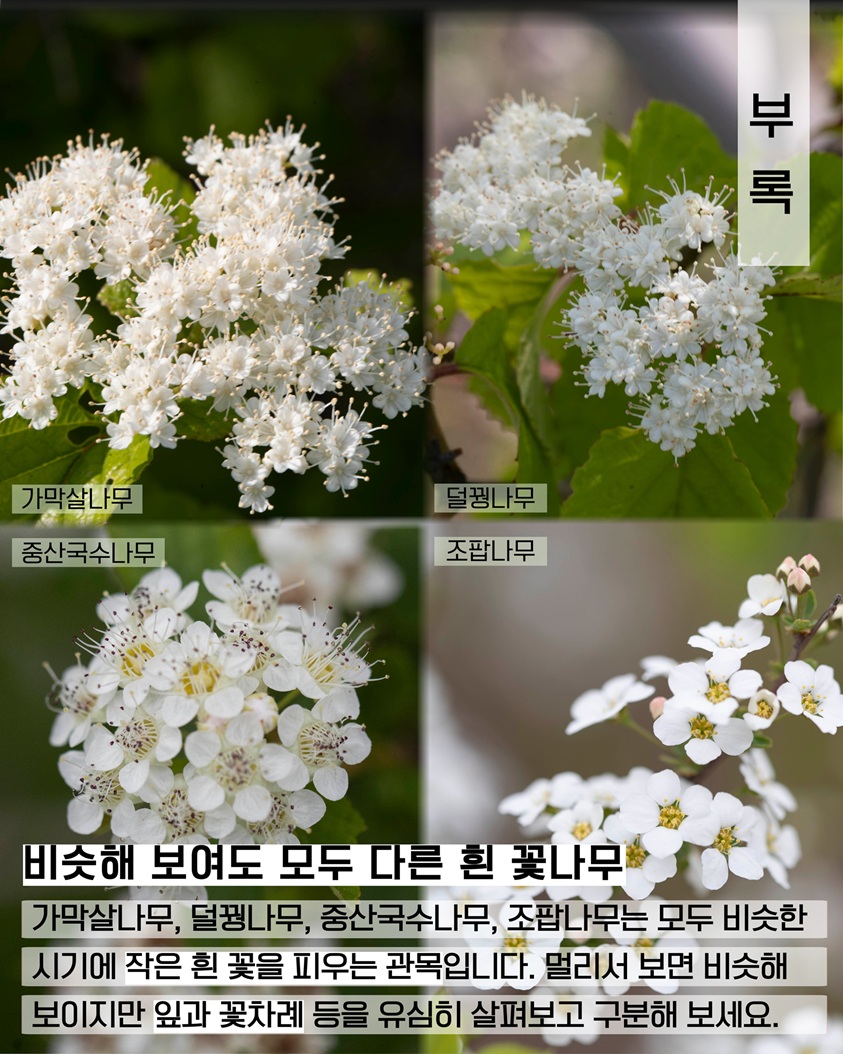 이식물저식물7 부록 가막살나무, 덜꿩나무, 중산국수나무, 조팝나무 사진 비슷한해 보여도 모두 다른 흰 꽃나무 가막살나무, 덜꿩나무, 중산국수나무, 조팝나무는 모두 비슷한 시기에 작은 흰 꽃을 피우는 관목입니다. 멀리서 보면 비슷해 보이지만 잎과 꽃차례 등을 유심히 살펴보고 구분해 보세요.