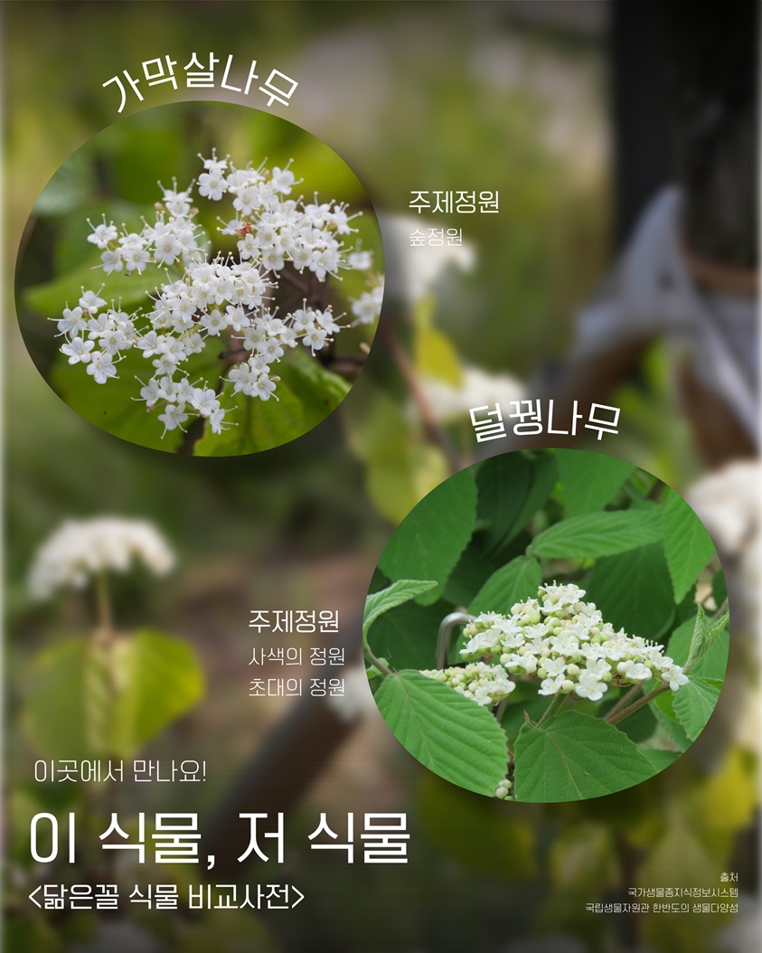 이식물저식물8 이곳에서 만나요! 이 식물, 저 식물 <닮은꼴 식물 비교사전> 가막살나무: 주제정원 숲정원 덜꿩나무: 주제정원 사색의 정원, 초대의 정원 출처: 국가생물종지식정보시스템, 국립생물자원관 한반도의 생물다양성