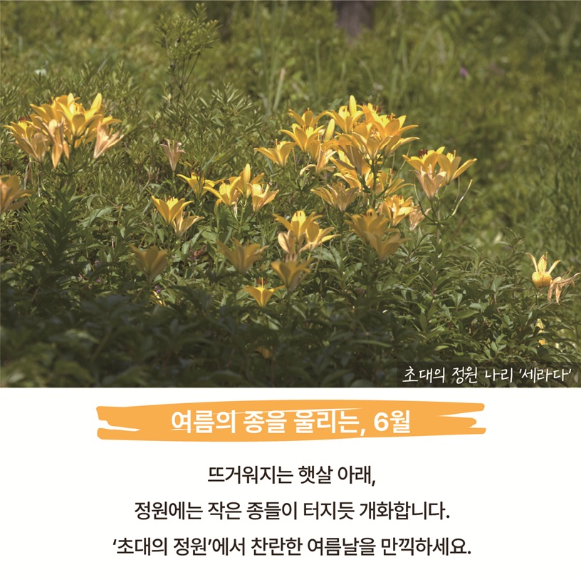 초대의 정원 나리 ‘세라다’ 사진 여름의 종을 울리는, 6월 뜨거워지는 햇살 아래, 정원에는 작은 종들이 터지듯 개화합니다. ‘초대의 정원’에서 찬란한 여름날을 만끽하세요.