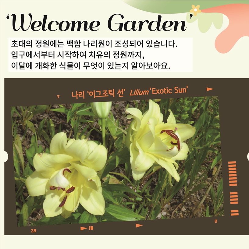 ‘Welcome Garden’ 초대의 정원에는 백합 나리원이 조성되어 있습니다. 입구에서부터 시작하여 치유의 정원까지, 이달의 개화한 식물이 무엇이 있는지 알아보아요. 나리 ‘이그조틱 선’ Lilium ‘Exotic Sun’ 사진