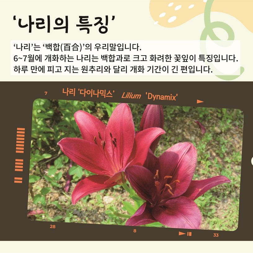 ‘나리의 특징’ ‘나리’는 ‘백합’의 우리말입니다. 6~7월에 개화하는 나리는 백합과로 크고 화려한 꽃잎이 특징입니다. 하루 만에 피고 지는 원추리와 달리 개화 기간이 긴 편입니다. 나리 ‘다이나믹스’ Lilium ‘Dynamix’