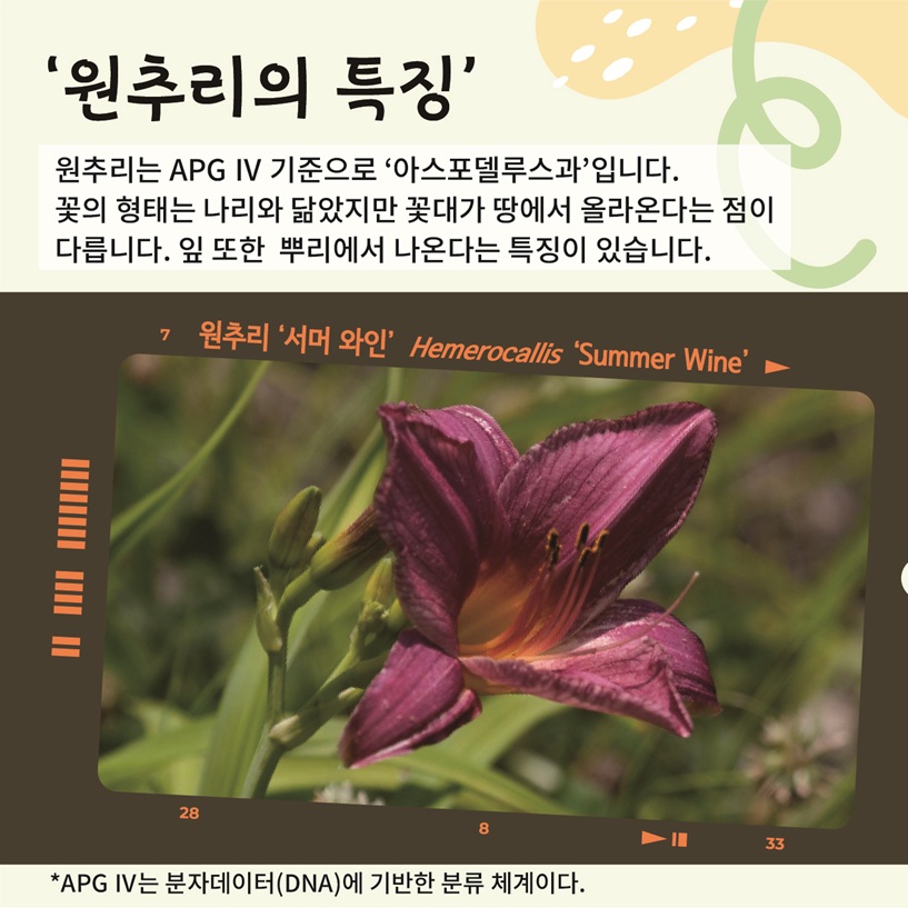 ‘원추리의 특징’ 원추리는 APG IV 기준으로 ‘아스포델루스과’입니다. 꽃의 형태는 나리와 닮았지만 꽃대가 땅에서 올라온다는 점이 다릅니다. 잎 또한 뿌리에서 나온다는 특징이 있습니다. 원추리 ‘서머 와인’ Hemerocallis ‘Summer Wine’ APG IV는 분자데이터(DNA)에 기반한 분류 체계이다.