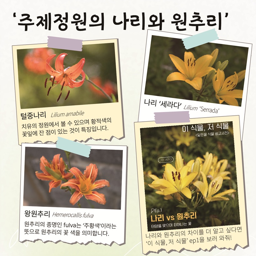 ‘주제정원의 나리와 원추리’ 털중나리 Lilium amabile: 치유의 정원에서 볼 수 있으며 황적색의 꽃잎에 잔 점이 있는 것이 특징입니다. 나리 ‘세라다’ Lilium ‘Serrada’ 왕원추리 Hemerocallis fulva: 원추리의 종명인 fulva는 ‘주황색’이라는 뜻으로 원추리의 꽃 색을 의미합니다. 나리와 원추리의 차이를 더 알고 싶다면 ‘이 식물, 저 식물’ ep1을 보러 와줘!