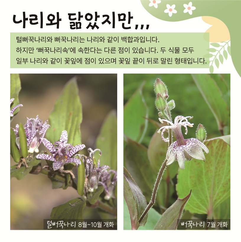 나리와 닮았지만… 털뻐꾹나리와 뻐꾹나리는 나리와 같이 백합과입니다. 하지만 ‘뻐꾹나리속’에 속한다는 다른 점이 있습니다. 두 식물 모두 일부 나리와 같이 꽃잎에 점이 있으며 꽃잎 끝이 뒤로 말린 형태입니다. 털뻐꾹나리 8월~10월 개화 사진 뻐꾹나리 7월 개화 사진