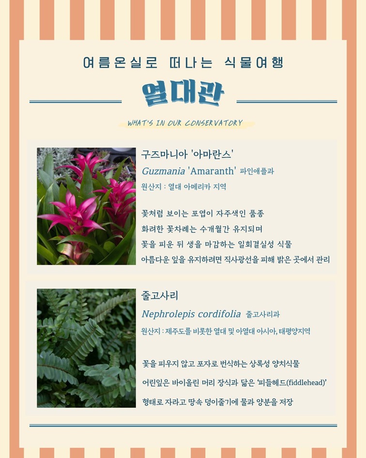 [1편 열대관 안내 - 여름온실로 떠나는 식물여행
열대관
WHAT’S IN OUR CONSERVATORY
구즈마니아 ‘아마란스’
Guzmania ‘Amaranth’ 파인애플과
원산지: 열대 아메리카 지역
꽃처럼 보이는 포엽이 자주색인 품종
화려한 꽃차례는 수개월간 유지되며 꽃을 피운 뒤 생을 마감하는 일회결실성 식물
아름다운 잎을 유지하려면 직사광선을 피해 밝은 곳에서 관리

줄고사리
Nephrolepis cordifolia 줄고사리과
원산지: 제주도를 비롯한 열대 및 아열대 아시아, 태평양지역
꽃을 피우지 않고 포자로 번식하는 상록성 양치식물
어린잎은 바이올린 머리 장식과 닮은 ‘피들헤드(fiddlehead)’
형태로 자라고 땅속 덩이줄기에 물과 양분을 저장]