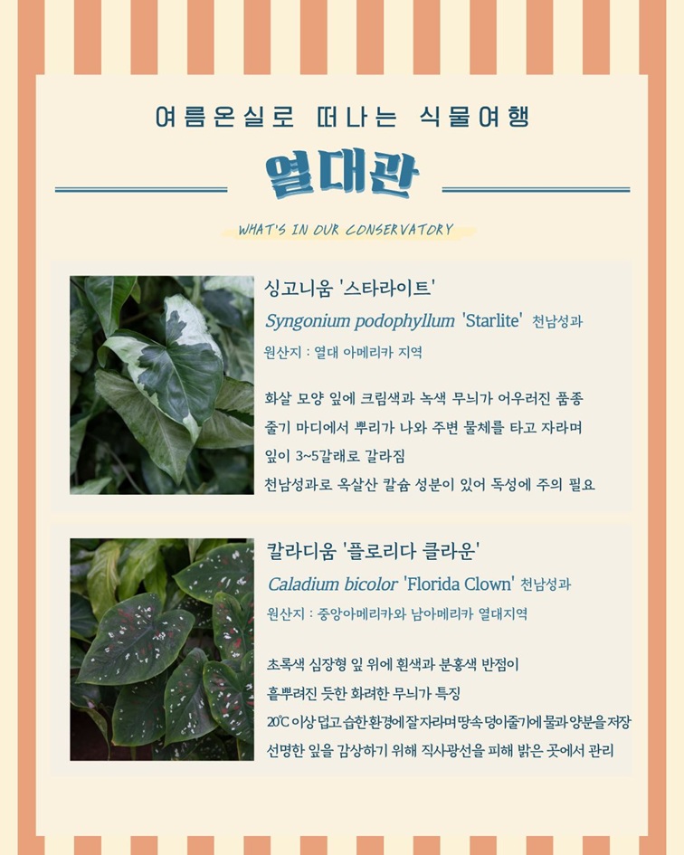 [1편 열대관 안내 - 여름온실로 떠나는 식물여행
열대관
WHAT’S IN OUR CONSERVATORY
싱고니움 ‘스타라이트’
Syngonium podophyllum ‘Starlite’ 천남성과
원산지: 열대 아메리카 지역
화살 모양 잎에 크림색과 녹색 무늬가 어우러진 품종
줄기 마디에서 뿌리가 나와 주변 물체를 타고 자라며
잎이 3~5갈래로 갈라짐
천남성과로 옥살산 칼슘 성분이 있어 독성에 주의 필요

칼라디움 ‘플로리다 클라운’
Caladium bicolor ‘Florida Clown’ 천남성과
원산지: 중앙아메리카와 남아메리카 열대지역
초록색 심장형 잎 위에 흰색과 분홍색 반점이
흩뿌려진 듯한 화려한 무늬가 특징
20℃이상 덥고 습한 환경에 잘 자라며 땅속 덩이줄기에 물과 양분을 저장
선명한 잎을 감상하기 위해 직사광선을 피해 밝은 곳에서 관리]