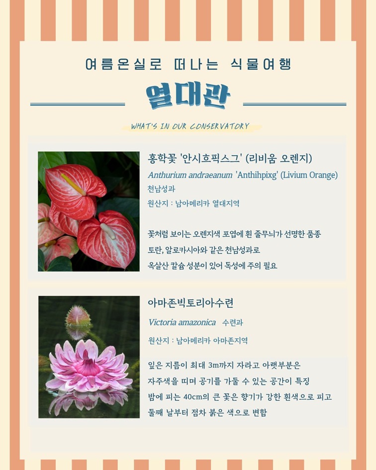 [1편 열대관 안내 - 여름온실로 떠나는 식물여행
열대관
WHAT’S IN OUR CONSERVATORY
홍학꽃 ‘안시흐픽스그’ (리비움 오렌지)
Anthurium andraeanum ‘Anthihpixg’ (Livium Orange)
천남성과
원산지: 남아메리카 열대지역
꽃처럼 보이는 오렌지색 포엽에 흰 줄무늬가 선명한 품종
토란, 알로카시아와 같은 천남성과로
옥살산 칼슘 성분이 있어 독성에 주의 필요

아마존빅토리아수련
Victoria amazonica 수련과
원산지: 남아메리카 아마존지역
잎은 지름이 최대 3m까지 자라고 아랫부분은
자주색을 띠며 공기를 가둘 수 있는 공간이 특징
밤에 피는 40㎝의 큰 꽃은 향기가 강한 흰색으로 피고
둘째 날부터 점차 붉은 색으로 변함]