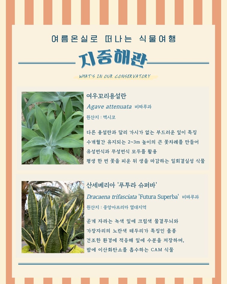 [2편 지중해관 안내 - 여름온실로 떠나는 식물여행
지중해관
WHAT’S IN OUR CONSERVATORY
여우꼬리용설란
Agave attenuata 비짜루과
원산지: 멕시코
다른 용설란과 달리 가시가 없는 부드러운 잎이 특징
수개월간 유지되는 2~3m 높이의 큰 꽃차례를 만들어
유성번식과 무성번식 모두를 활용
평생 한 번 꽃을 피운 뒤 생을 마감하는 일회결실성 식물

산세베리아 ‘푸투라 슈퍼바’
Dracaena trifasciata ‘Futura Superba’ 비짜루과
원산지: 중앙아프리카 열대지역
곧게 자라는 녹색 잎에 크림색 물결무늬와
가장자리의 노란색 테두리가 특징인 품종
건조한 환경에 적응해 잎에 수분을 저장하며, 
밤에 이산화탄소를 흡수하는 CAM 식물]