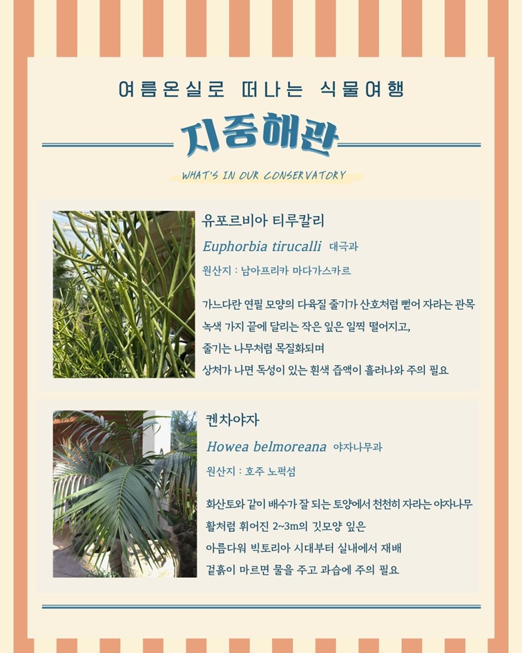 [2편 지중해관 안내 - 여름온실로 떠나는 식물여행
지중해관
WHAT’S IN OUR CONSERVATORY
유포르비아 티루칼리
Euphorbia tirucalli 대극과
원산지: 남아프리카 마다가스카르
가느다란 연필 모양의 다육질 줄기가 산호처럼 뻗어 자라는 관목
녹색 가지 끝에 달리는 작은 잎은 일찍 떨어지고, 
줄기는 나무처럼 목질화되며
상처가 나면 독성이 있는 흰색 즙액이 흘러나와 주의 필요

켄차야자
Howea belmoreana 야자나무과
원산지: 호주 노퍽섬
화산토와 같이 배수가 잘 되는 토양에서 천천히 자라는 야자나무
활처럼 휘어진 2~3m의 깃모양 잎은
아름다워 빅토리아 시대부터 실내에서 재배
겉흙이 마르면 물을 주고 과습에 주의 필요]