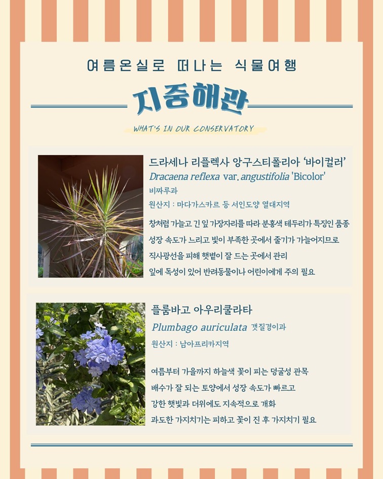 [2편 지중해관 안내 - 여름온실로 떠나는 식물여행
지중해관
WHAT’S IN OUR CONSERVATORY
드라세나 리플렉사 앙구스티폴리아 ‘바이컬러’
Dracaena reflexa var. angustifolia ‘Bicolor’
비짜루과
원산지: 마다가스카르 등 서인도양 열대지역
창처럼 가늘고 긴 잎 가장자리를 따라 분홍색 테두리가 특징인 품종
성장 속도가 느리고 빛이 부족한 곳에서 줄기가 가늘어지므로
직사광선을 피해 햇볕이 잘 드는 곳에서 관리
잎에 독성이 있어 반려동물이나 어린이에게 주의 필요

플룸바고 아우리쿨라타
Plumbago auriculata 갯질경이과
원산지: 남아프리카지역
여름부터 가을까지 하늘색 꽃이 피는 덩굴성 관목
배수가 잘 되는 토양에서 성장 속도가 빠르고
강한 햇빛과 더위에도 지속적으로 개화
과도한 가지치기는 피하고 꽃이 진 후 가지치기 필요]