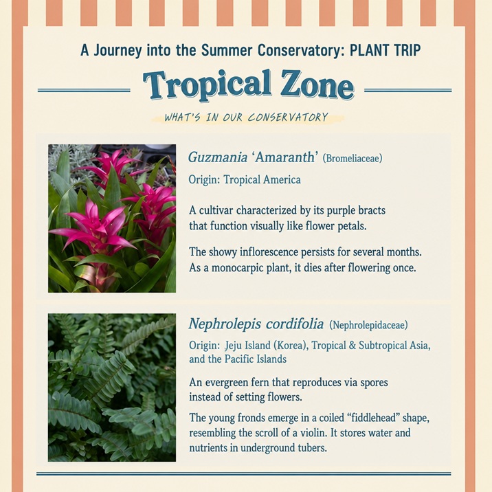 Part 1-2: Close-up of tropical foliage plants including Caladiums and Anthuriums, showcasing their unique patterns, colorful veining, and velvety texture.