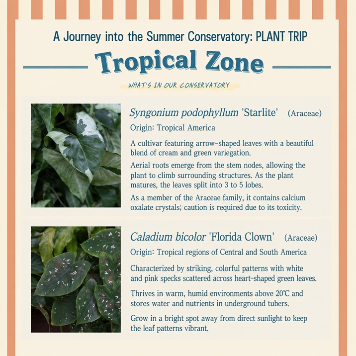 Part 1-3: Display area of the Tropical Zone, featuring an array of exotic foliage plants arranged beautifully with text explaining the diversity of tropical ecosystems.
