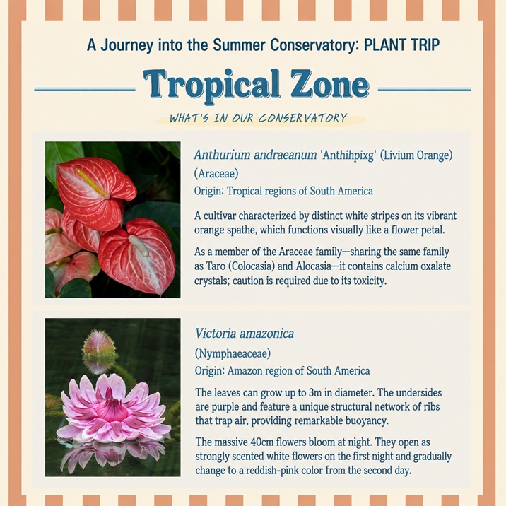 Part 1-4: Stunning collection of Bromeliads, including Guzmania, Vriesea, and Neoregelia, showing bright red and orange bracts rising from rosettes of leaves.