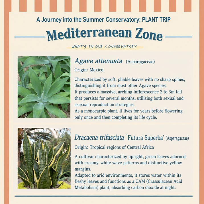 Part 2-2: Large Agave and Aloe plants displayed in the Mediterranean Zone, highlighting their thick, fleshy leaves and sharp architectural lines.