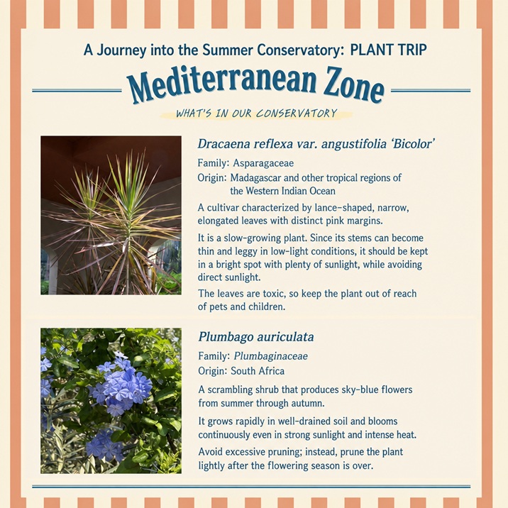 Part 2-4: Exhibition informative panel in English explaining the survival strategies and characteristics of Mediterranean and desert plants.