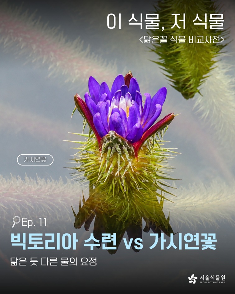 이 식물, 저 식물 닮은꼴 식물 비교사전 Ep. 11 빅토리아 수련 대 가시연꽃. 닮은 듯 다른 물의 요정, 서울식물원