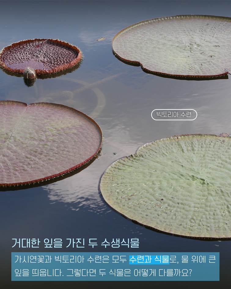 거대한 잎을 가진 두 수생식물. 가시연꽃과 빅토리아 수련은 모두 수련과 식물로, 물 위에 큰 잎을 띄웁니다. 그렇다면 두 식물은 어떻게 다를까요?