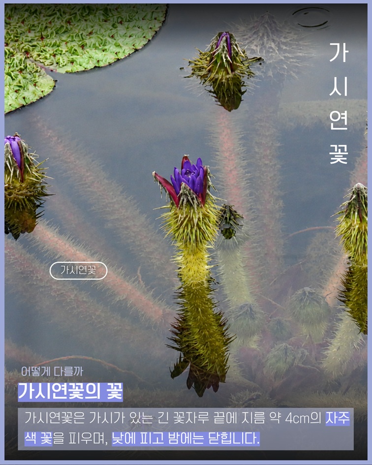 가시연꽃 특징개요. 가시연꽃은 가시가 있는 긴 꽃자루 끝에 지름 약 4센티미터의 자주색 꽃을 피우며, 낮에 피고 밤에는 닫힙니다.