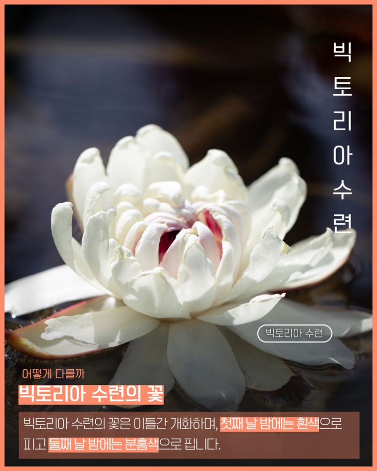 빅토리아 수련 특징개요. 빅토리아 수련의 꽃은 이틀간 개화하며, 첫째 날 밤에는 흰색으로 피고 둘째 날 밤에는 분홍색으로 핍니다.