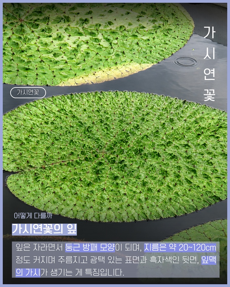 가시연꽃의 잎 특징. 잎은 자라면서 둥근 방패 모양이 되며, 지름은 약 20에서 120센티미터 정도 커집니다. 주름지고 광택 있는 표면과 흑자색인 뒷면, 잎맥의 가시가 생기는 게 특징입니다.