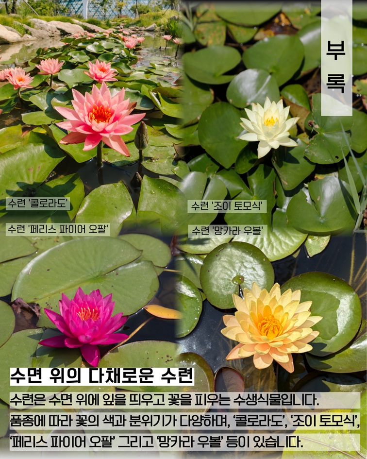 부록 수면 위의 다채로운 수련 품종 안내. 수련은 수면 위에 잎을 띄우고 꽃을 피우는 수생식물입니다. 품종에 따라 꽃의 색과 분위기가 다양하며, 콜로라도, 조이 토모식, 페리스 파이어 오팔, 그리고 망카라 우볼 등이 있습니다.