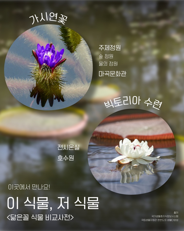 만남의 장소 및 출처 안내. 가시연꽃은 주제정원의 숲 정원, 물의 정원과 마곡문화관에서 만날 수 있습니다. 빅토리아 수련은 전시온실과 호수원에서 만날 수 있습니다. 출처 국가생물종지식정보시스템, 국립생물자원관 한반도의 생물다양성