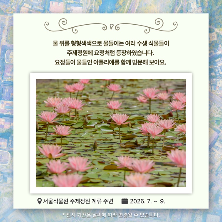 수련 사진
