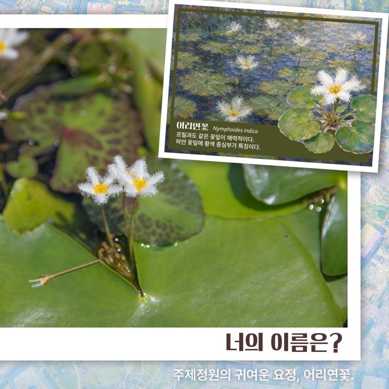 너의 이름은? 주제정원의 귀여운 요정, 어리연꽃.