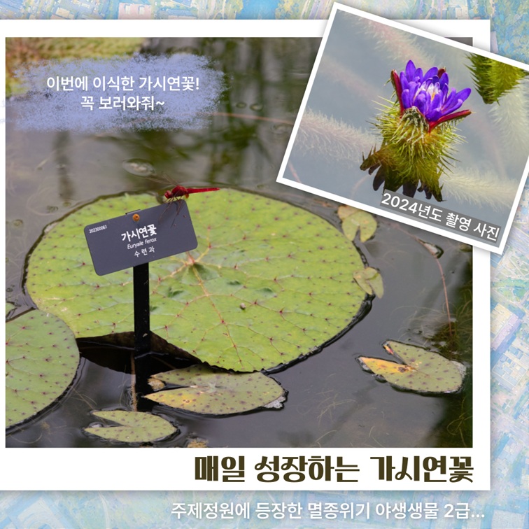 2024년도 촬영 사진 - 매일 성장하는 가시연꽃