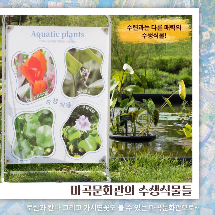 수련과는 다른 매력의 수생식물!