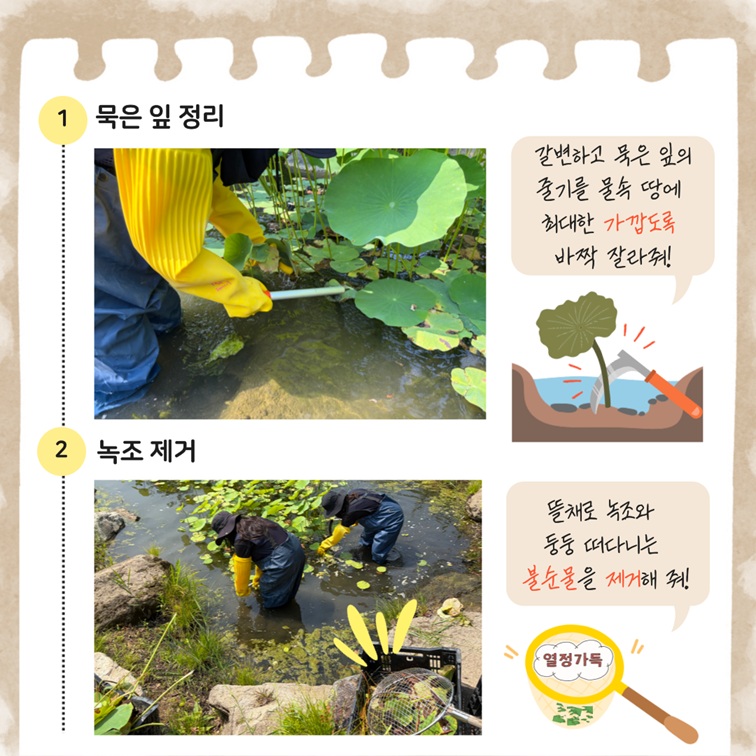 1 묵은 잎 정리 ...