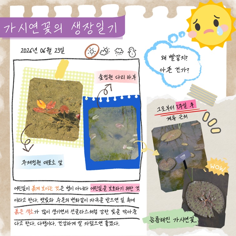 가시연꽃의 생장일기 ...