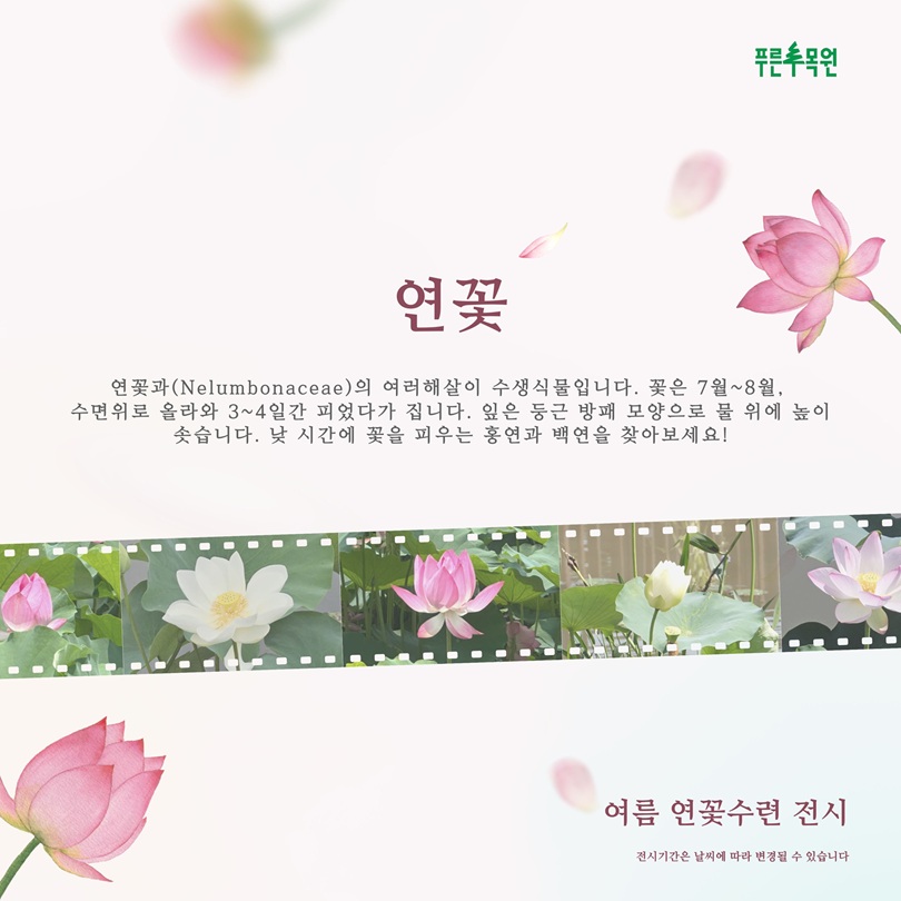 푸른수목원 연꽃 연꽃과(Nelumbonaceae)의 여러해살이 수생식물입니다. 꽃은 7월~8월, 수면위로 올라와 3~4일간 피었다가 집니다. 잎은 둥근 방패 모양으로 물 위에 높이 솟습니다. 낮 시간에 꽃을 피우는 홍연과 백연을 찾아보세요! 여름 연꽃수련 전시 전시기간은 날씨에 따라 변경될 수 있습니다