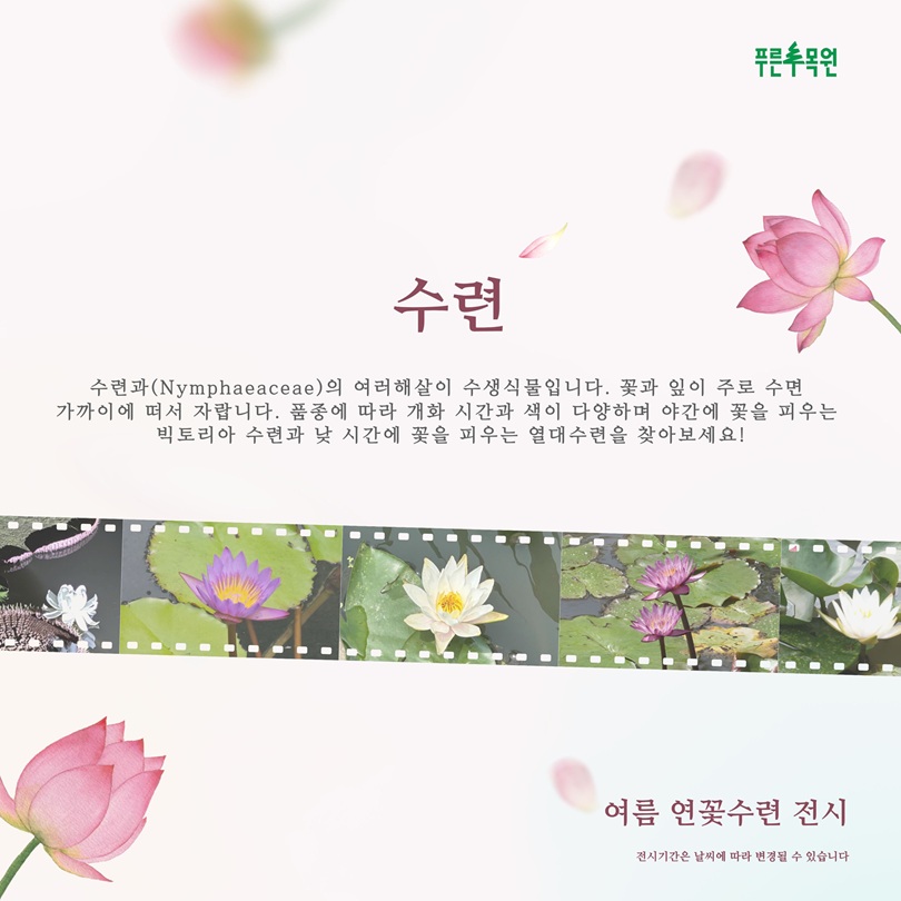 푸른수목원 수련 수련과(Nymphaeaceae)의 여러해살이 수생식물입니다. 꽃과 잎이 주로 수면 가까이에 떠서 자랍니다. 품종에 따라 개화 시간과 색이 다양하며 야간에 꽃을 피우는 빅토리아 수련과 낮 시간에 꽃을 피우는 열대수련을 찾아보세요! 여름 연꽃수련 전시 전시기간은 날씨에 따라 변경될 수 있습니다