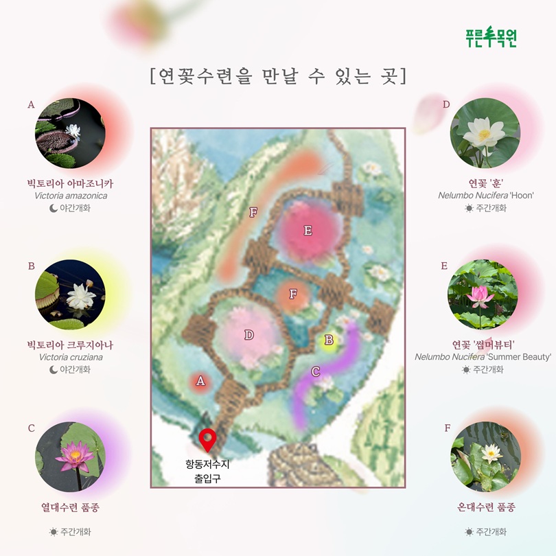 푸른수목원 연꽃수련을 만날 수 있는 곳 A.빅토리아 아마조니카 Victoria amazonica 야간개화 B.빅토리아 크루지아나 Victoria cruziana 야간개화 C.열대수련 품종 주간개화 D.연꽃 ‘훈’ Nelumbo Nucifera ‘Hoon’ 주간개화 E.연꽃 ‘썸머뷰티’ Nelumbo Nucifera ‘Summer Beauty’ 주간개화 F.온대수련 품종 주간개화 구역별 위치 이미지