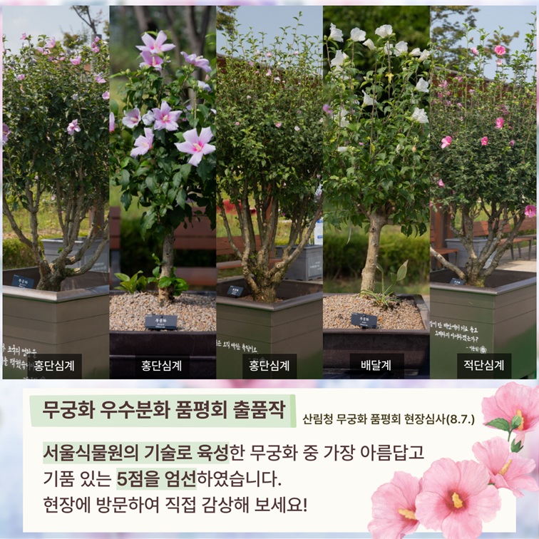 산림청 무궁화 품평회 현장심사 및 우수작 안내