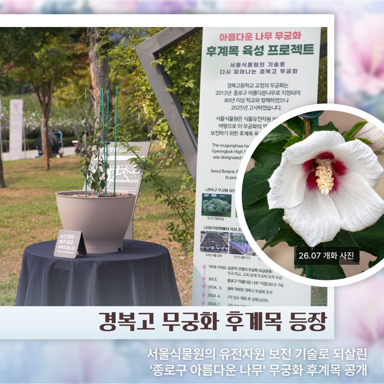 경복고 무궁화 후계목 공개